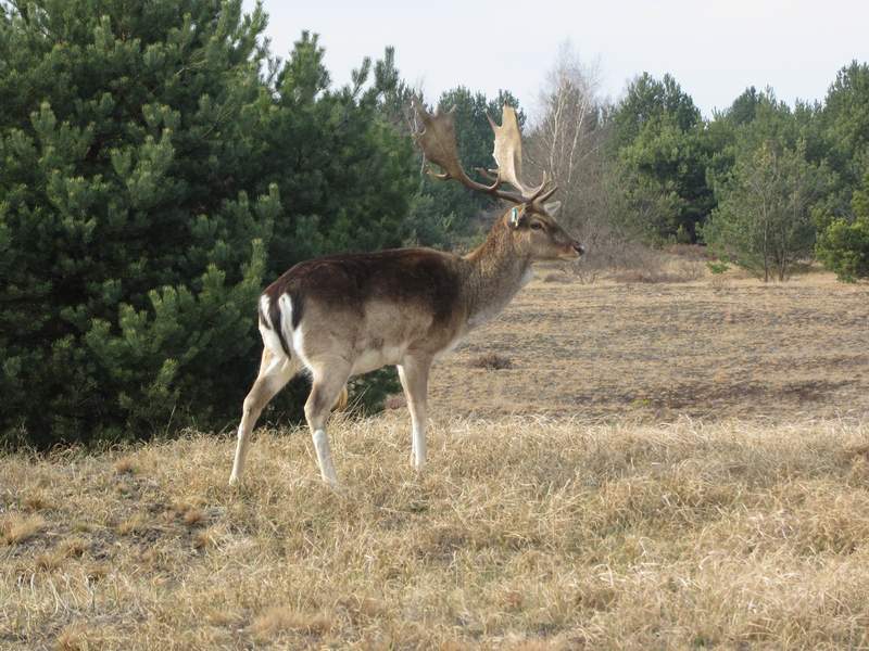 Ausflugsziele mit Hund Serie Teil 2 Brandenburg Norden+Osten