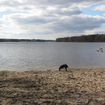 Ausflug mit Hund an den Langen See (Dahme)