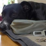 Packliste Hundeurlaub