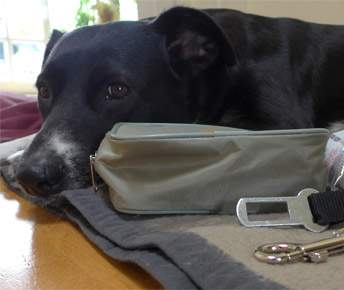 Packliste Hundeurlaub