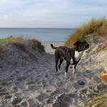 Mit Hund am schönen Ostseestrand