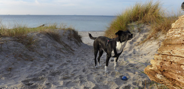 Ostseestrand