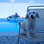 Leben mit Hund in Dubai