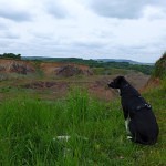 Schöne Vulkaneifel: Wanderung mit Hund rund um den Vulkan Kalem