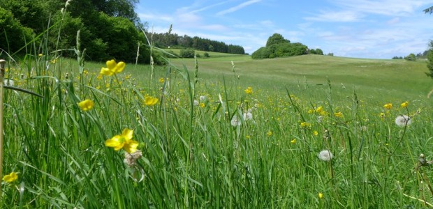 Wildblumenwiesen