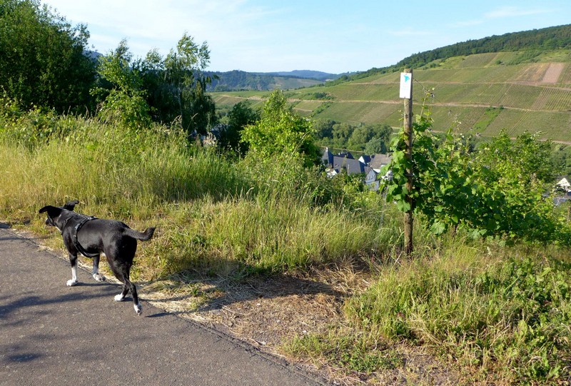 urlaub-hund-mosel (1) .