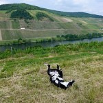 Weinbauorte und Burgen – weitere Ausflüge mit Hund an der Mosel