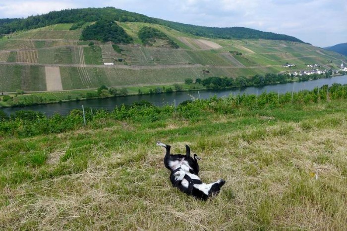Weinbauorte und Burgen weitere Ausflüge mit Hund an der Mosel