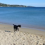 Die Côte d’Azur mit Hund im Winter erleben