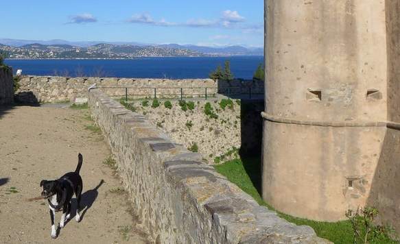 Zitadelle von St.Tropez mit Hund