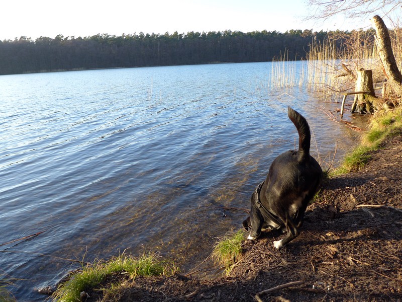 Ausflug mit Hund zum Bötzsee und Fängersee