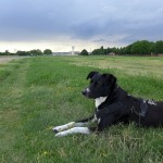 Entspannung zwischen Wiesenmeer und ehemaligen Landebahnen – unterwegs auf dem Tempelhofer Feld