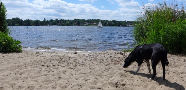 Zu Schnüffeln gibt es auch am Havel-Strand