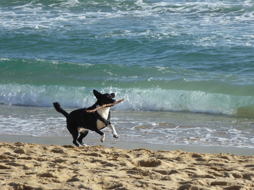 Flitzender Hund am stürmischen Meer