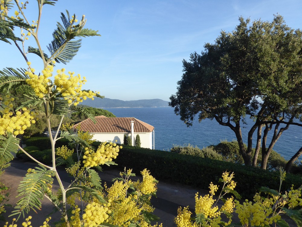 Blühende Mimosen und Blick auf's Meer - Frühling im Februar