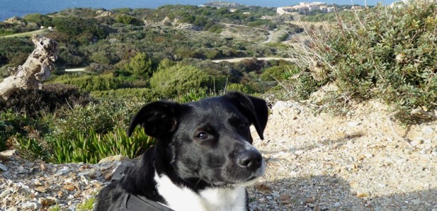 Ausflug mit Hund zur Ile des Embiez mit tollen Aussichten auf dem Rundwanderweg