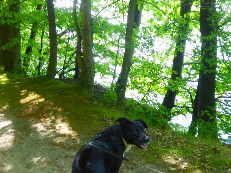 wanderung-ausflug-mit-hund-werbellinsee-barnim