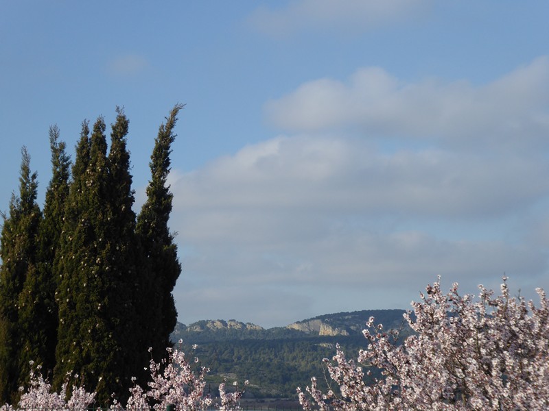 Mandelblüte im Februar mit Blick zum Massif de la Clape