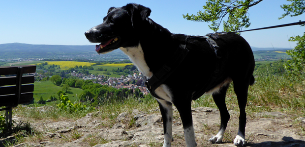 Ausflug mit Hund Altenstein Thüringen