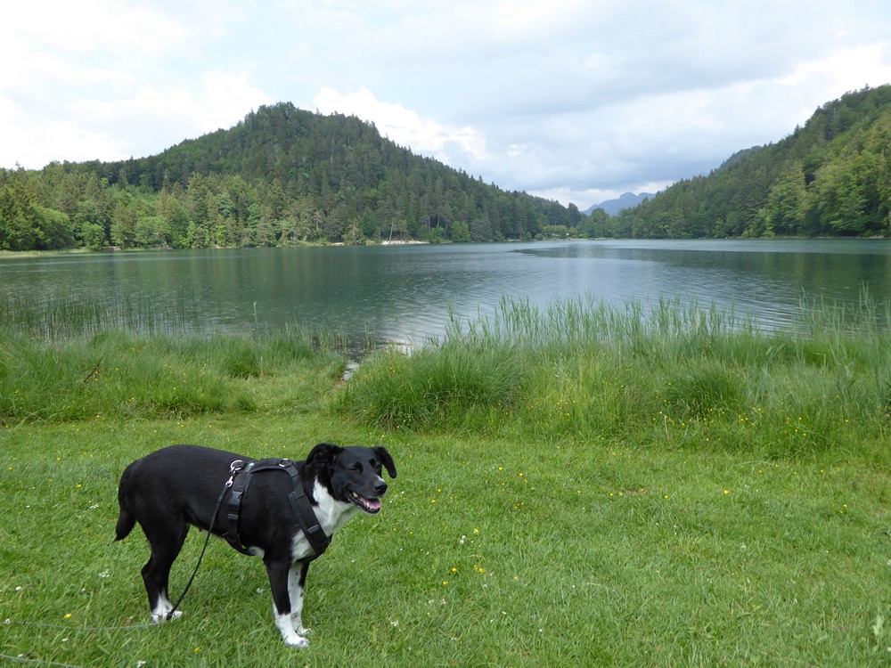 Urlaub Im Allgäu Mit Hund