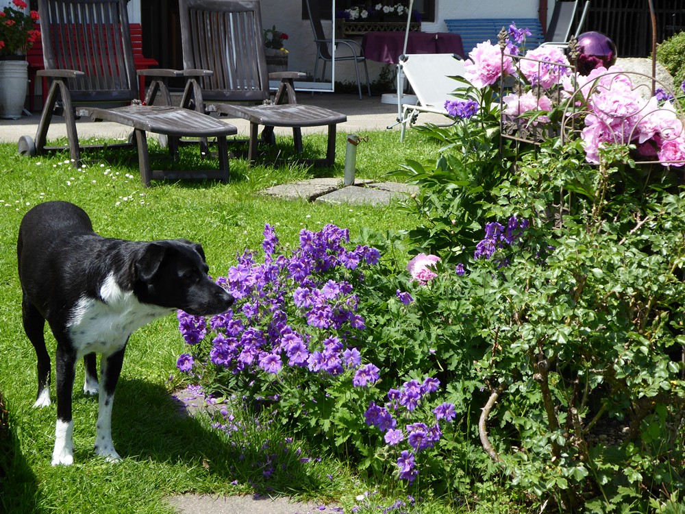 Allgäu Mit Hund
