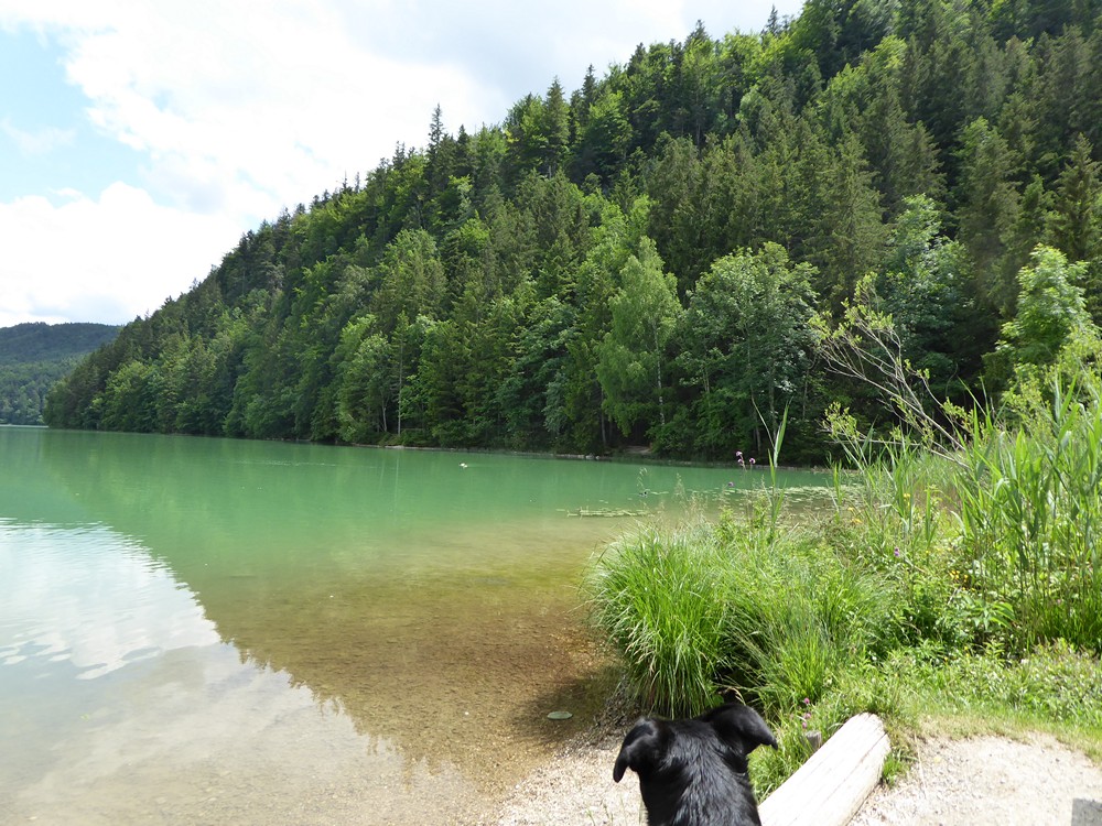 Mit Hund am Weissensee im Allgäu