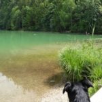 Mit Hund im Allgäu – traumhafte Seen, Wildblumenwiesen und Burgen