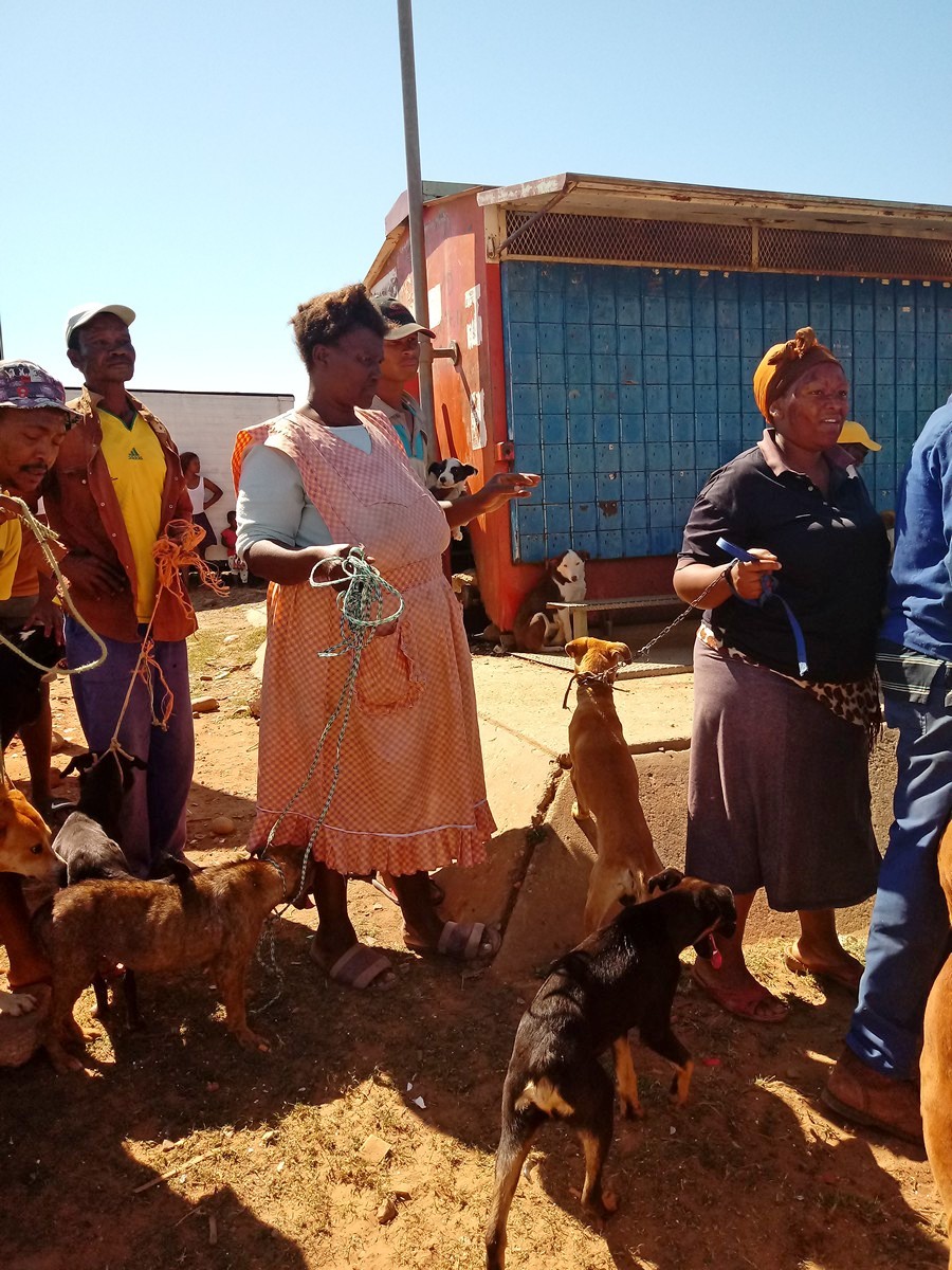 Hilfe für Hunde in Südafrika
