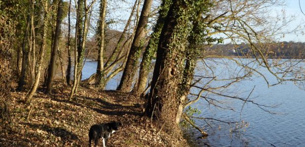 urlaub-mit-hund-uckermark-ausflug-seen-erfahrung